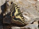 Machaon de Majorque