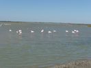 les invitables flamants roses