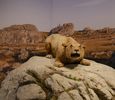 Galerie de l'Aurignacien. Y sont reconstitus des animaux qui vivaient du temps de l'occupation de la grotte Chauvet, ici un lion des cavernes
