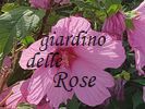 en septembre, point de rose, mais une fleur d'hibiscus