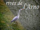 chassier guettant sa proie dans l'Arno