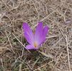 crocus d'automne