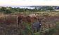 Cohabitation bretonne