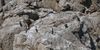 Bain de Soleil pour cormorans sur un Dahouet