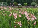 Le jardin bouquetier qui permet de fleurir le château