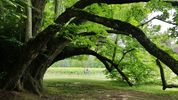 Vignoble bio récemment planté