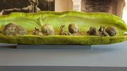 Exposition temporaire – Arborescences – de Lydie Aricks. Les œuvres ont été créées spécifiquement pour le lieu. Titre de l'oeuvre : La fève -et ses fœtus ! - (2020 - 360 x 50 x 65cm)