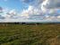 Pturage au Cap Gris Nez.
