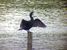 Aprs un plongeon, il bat des ailes pour les scher afin de pouvoir voler  nouveau.
