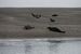 Le gris mle mesure entre 2m et 2m50 - la femelle entre 1m70 et 2m10.